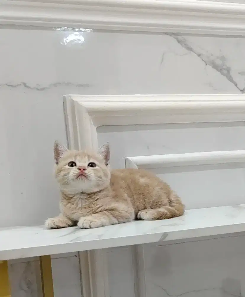 Kucing shorthair british