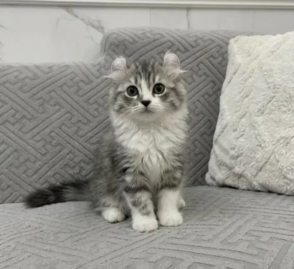 Kucing american curly