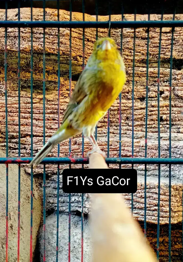 Kenari F1Ys Gacor