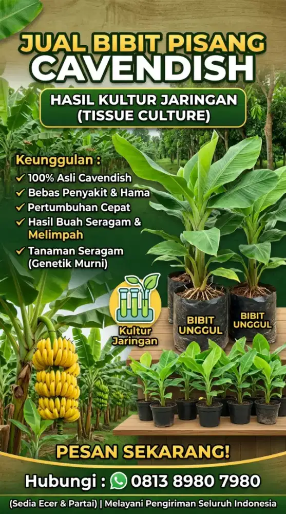 Bibit Pisang Cavendish