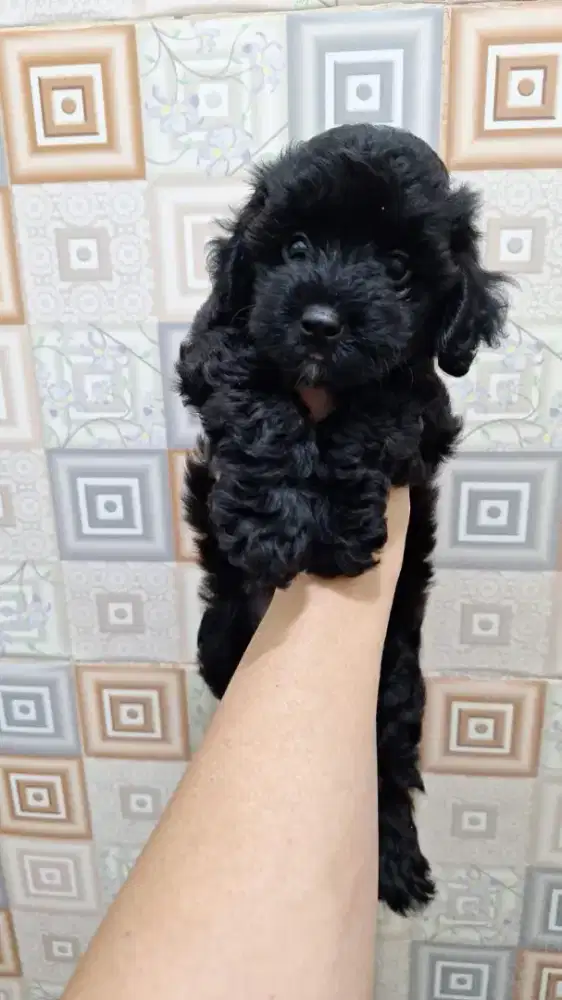 Dijual anakan poodle