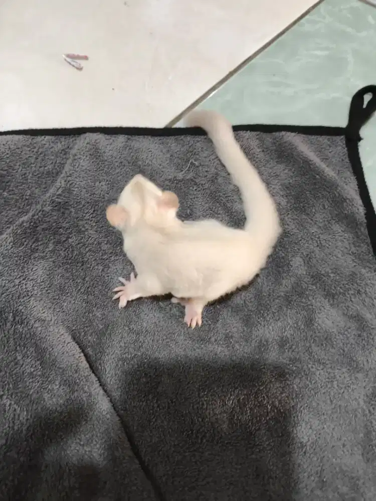 Sugar glider creamino