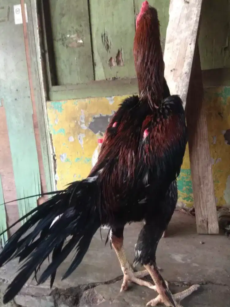Jago bangkok beras tumpah