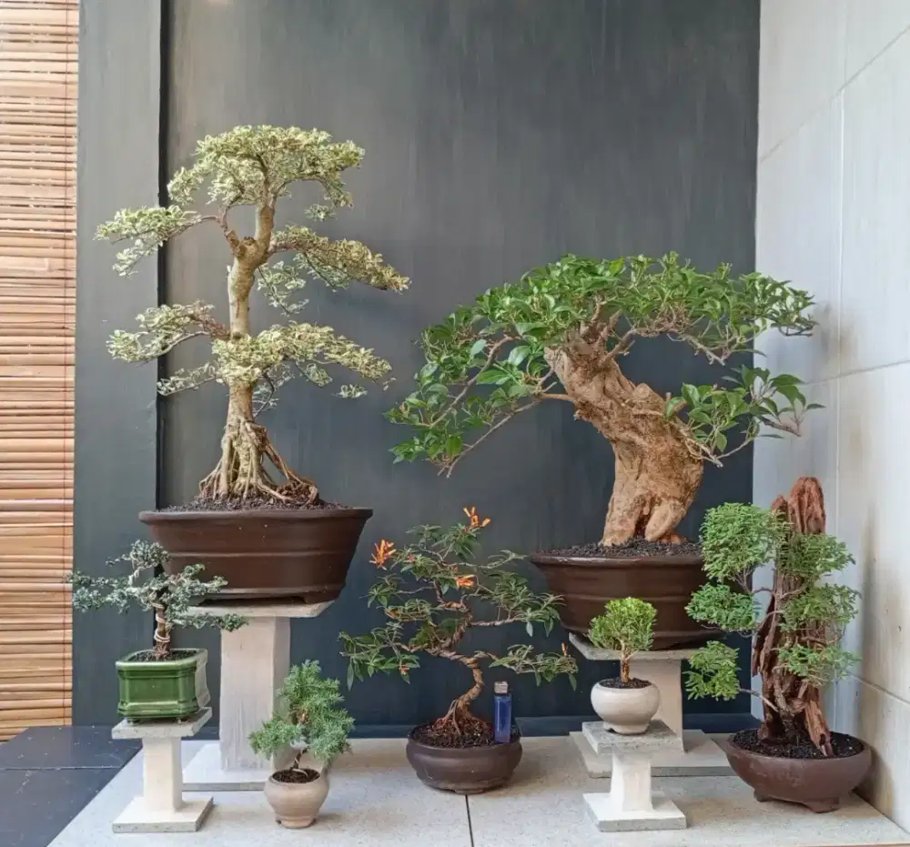Borongan hemat bonsai hias antik