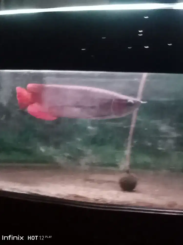 jual ikan Arwana super red