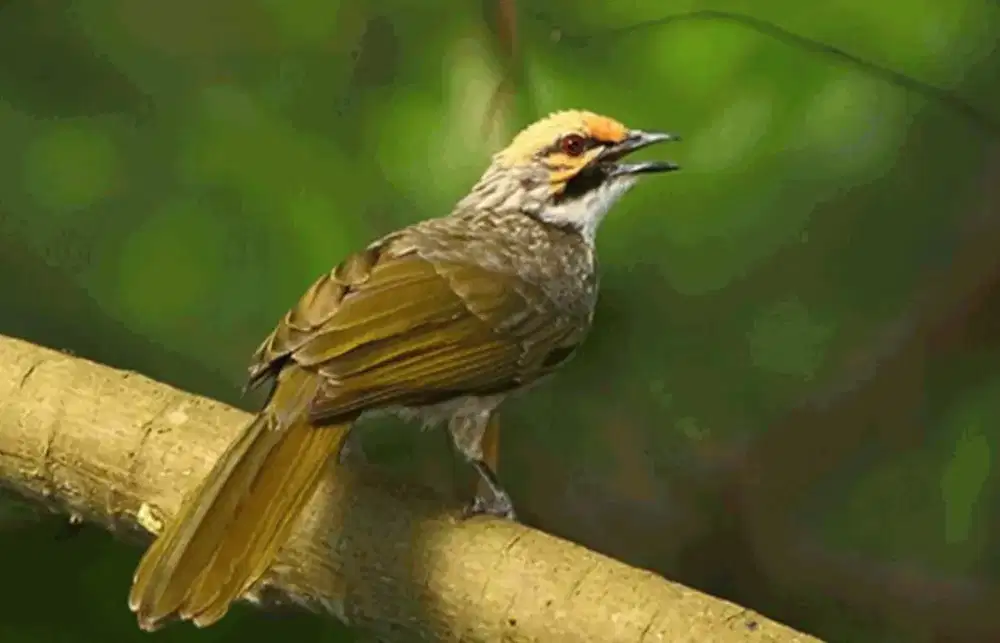 Cucak R. Kicau Mania Hutan