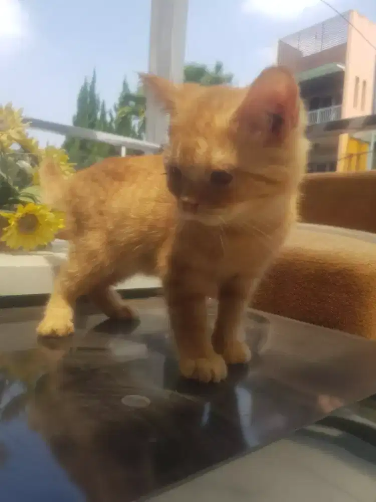 Kucing bsh pure