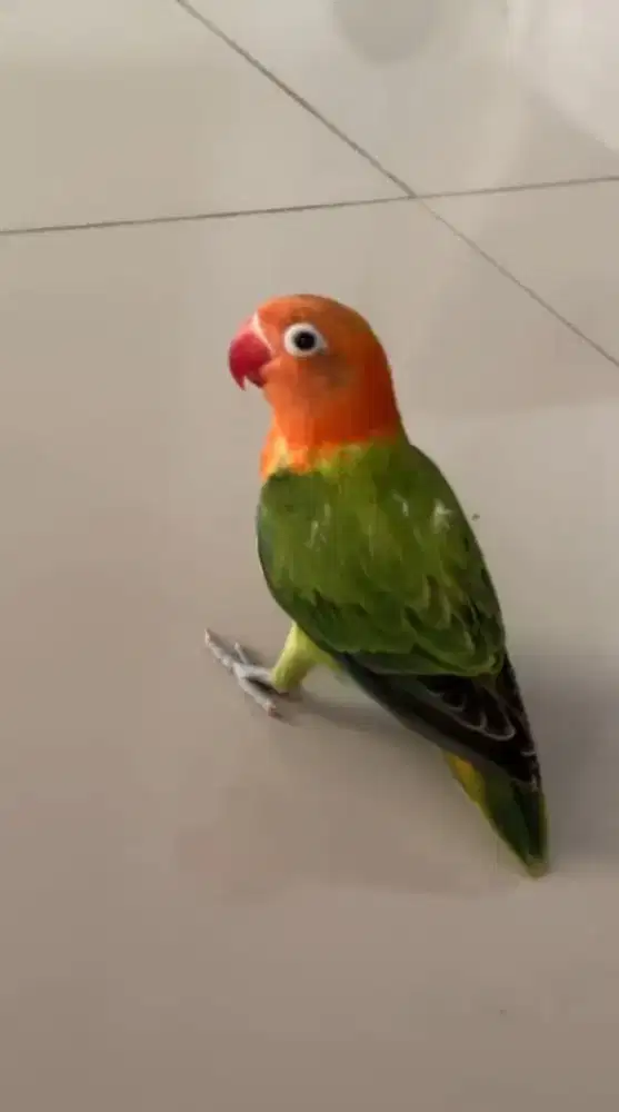 Lovebird biola jinak
