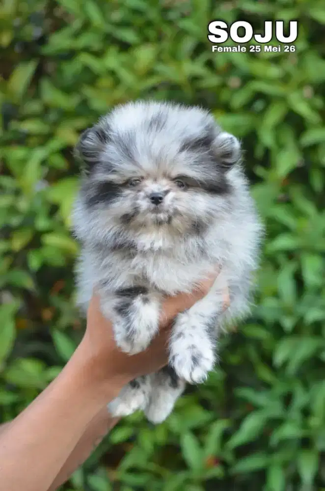 Minipom party blue merle betina •SOJU•