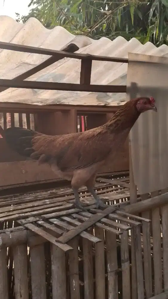 Ayam Biang Jari 10 Langka