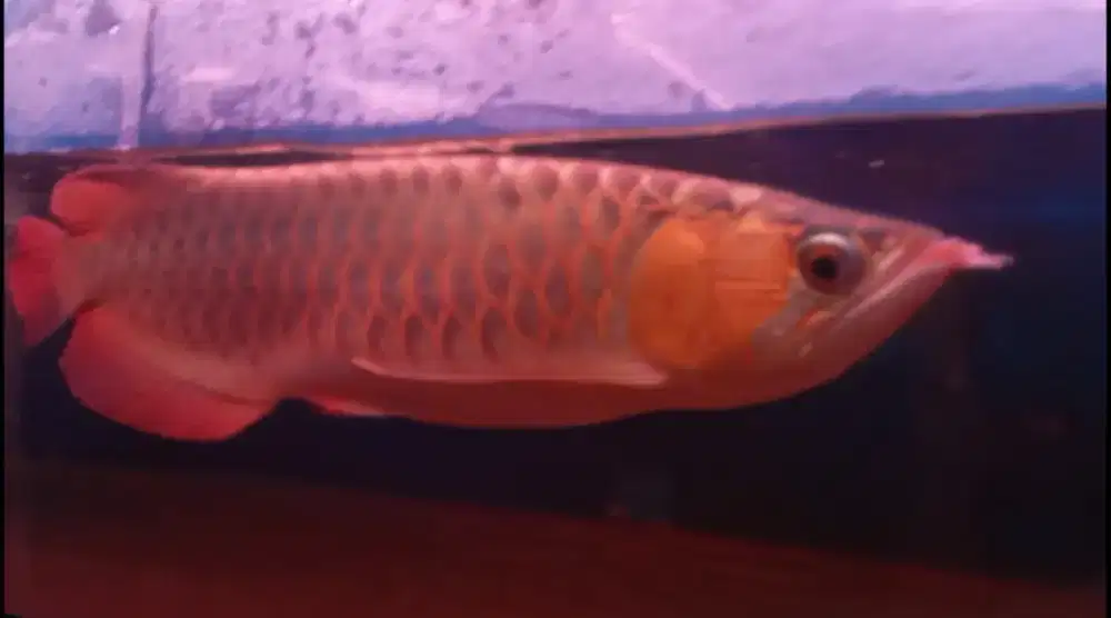 Arwana Super Red 42 cm
