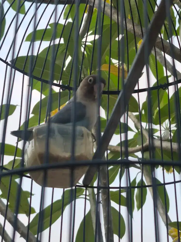 Burung lovebird love bird