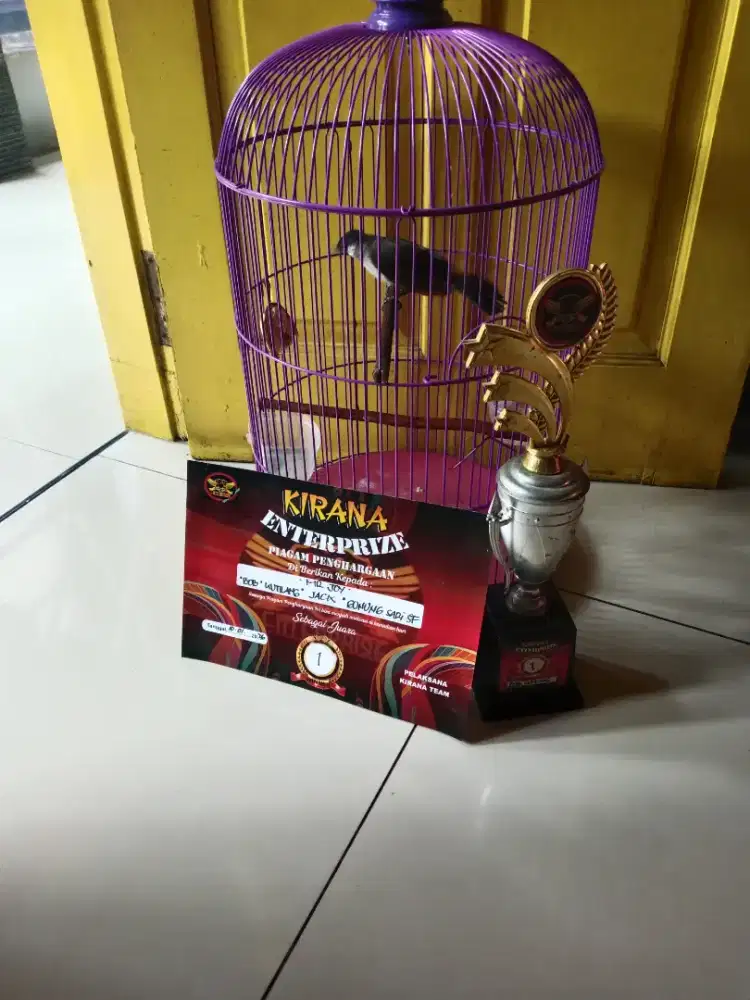 Burung kutilang prestasi