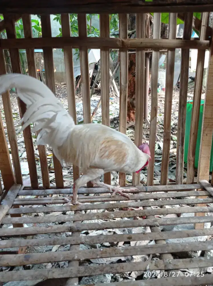 Ayam bekisar putih