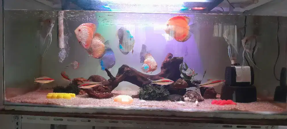 Ikan discus borongan
