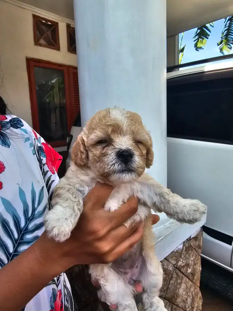 Anjing Mini Poodle