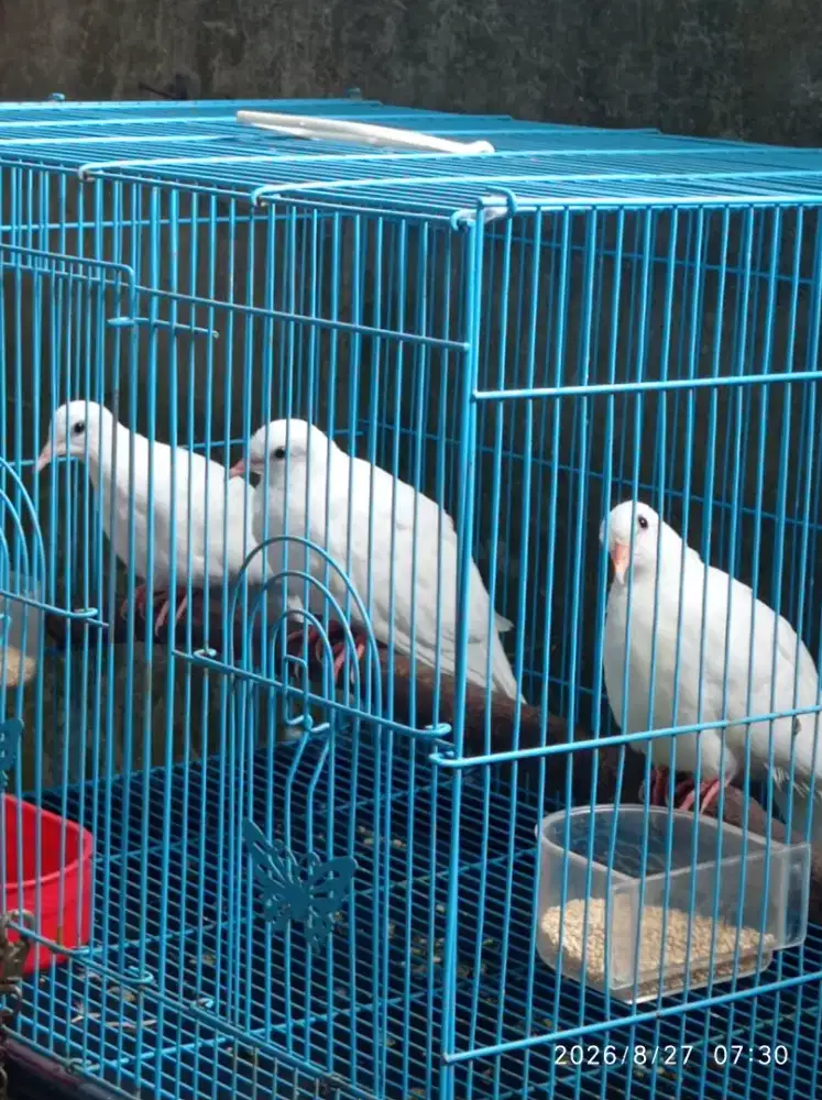 Tekukur warna putih polos