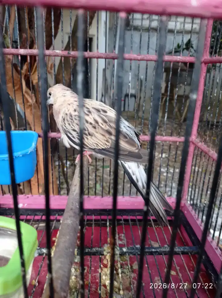 Tekukur leopard jantan