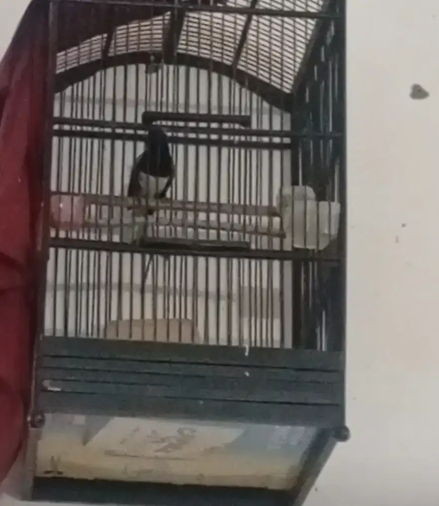 Burung kacer jantan