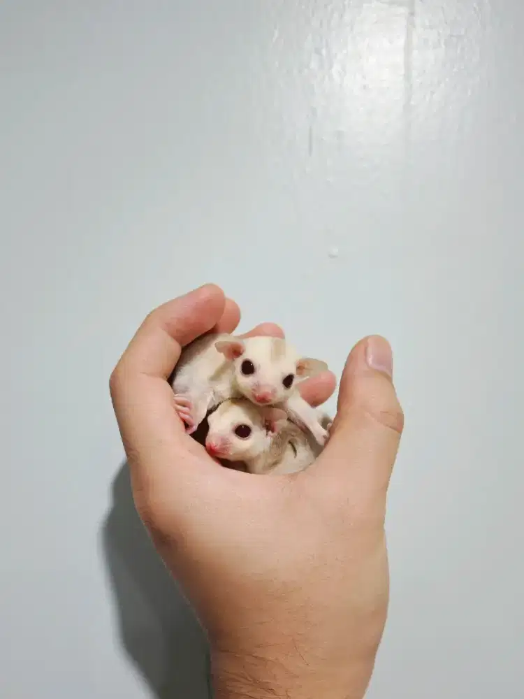 Sugar Glider Creamino