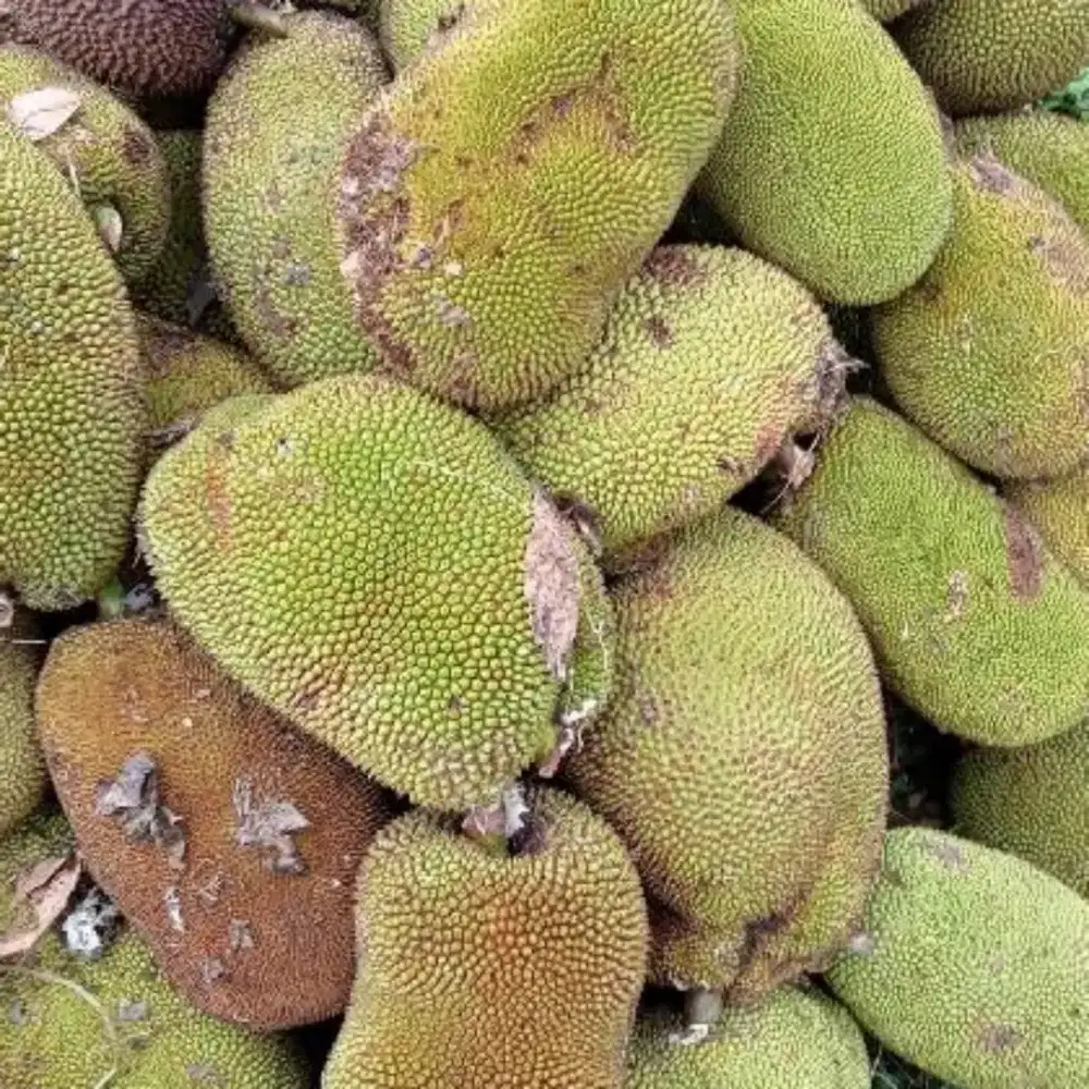 JUAL BUAH NANGKA MUDA LOKAL BOGOR