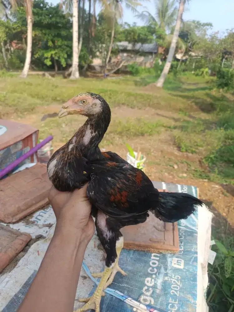 Ayam pama iq jambul x koytrad