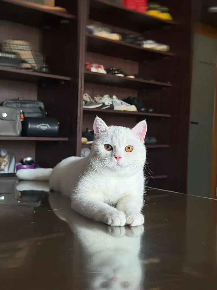 Kucing British Shorthair  MALE BSH SF