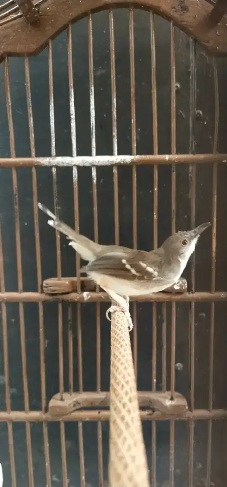Prenjak putih gacorr dorr