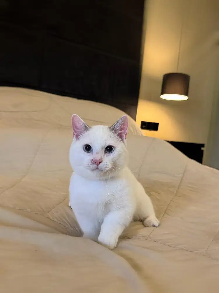Kucing Munchkin British MALE BSH SF