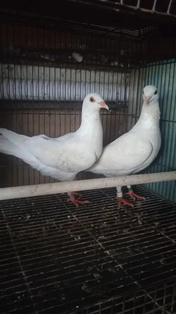 Merpati putih sepasang