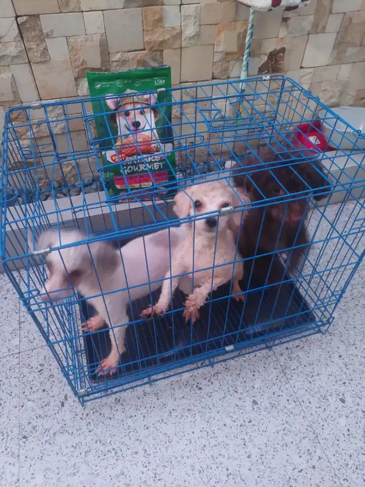 Jual murah anjing poodle 2 ekor