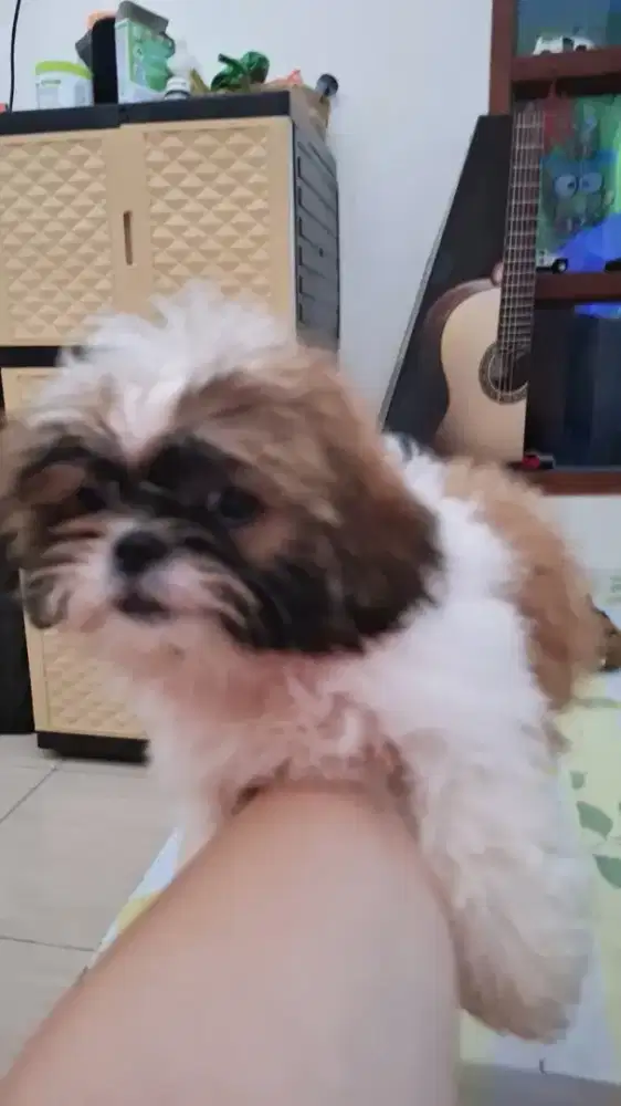 Shitzu jangan three colour lincah dan cakep