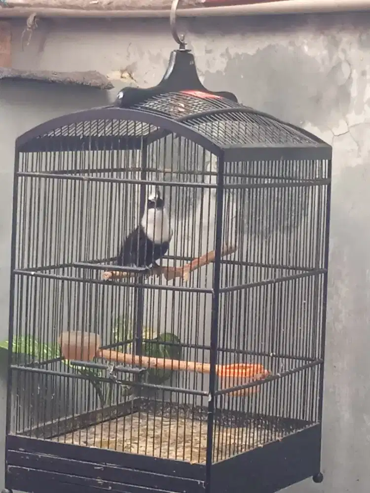 Burung Poksay Gacoran
