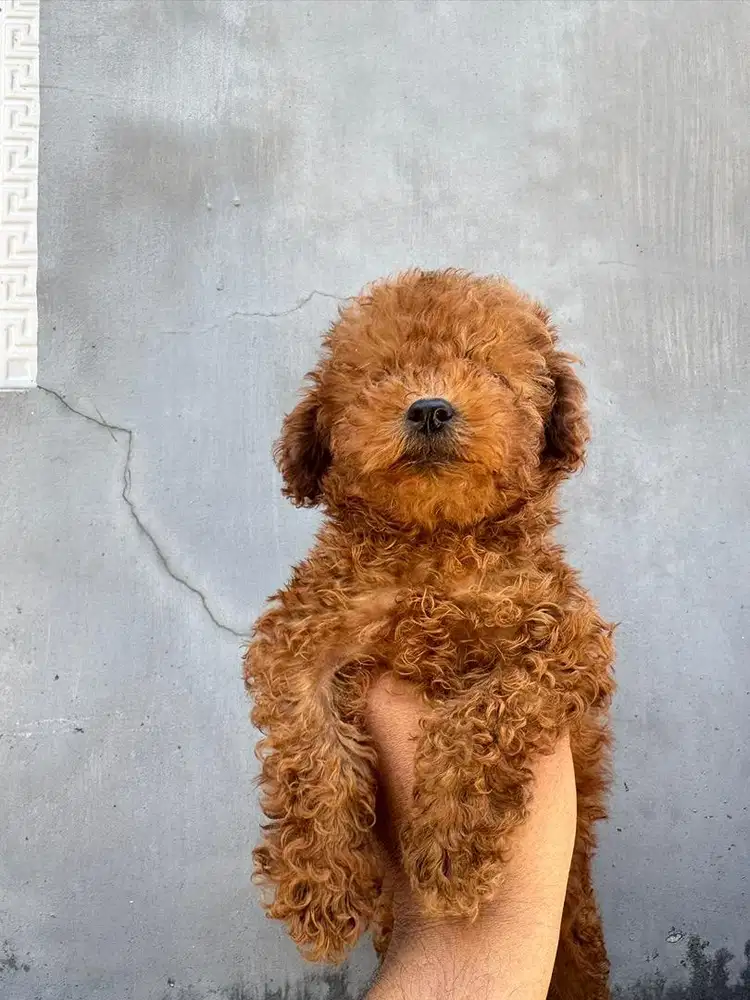 Toy Poodle podle pudel