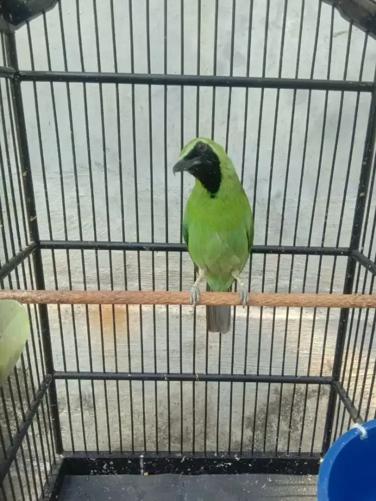 Burung jantan dewasa fullset