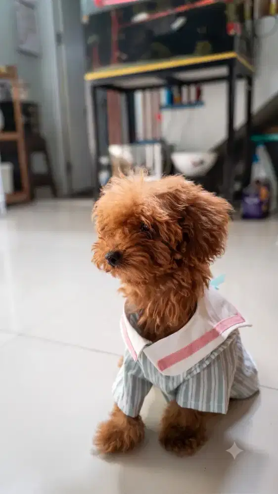 Anjing poodle tiny