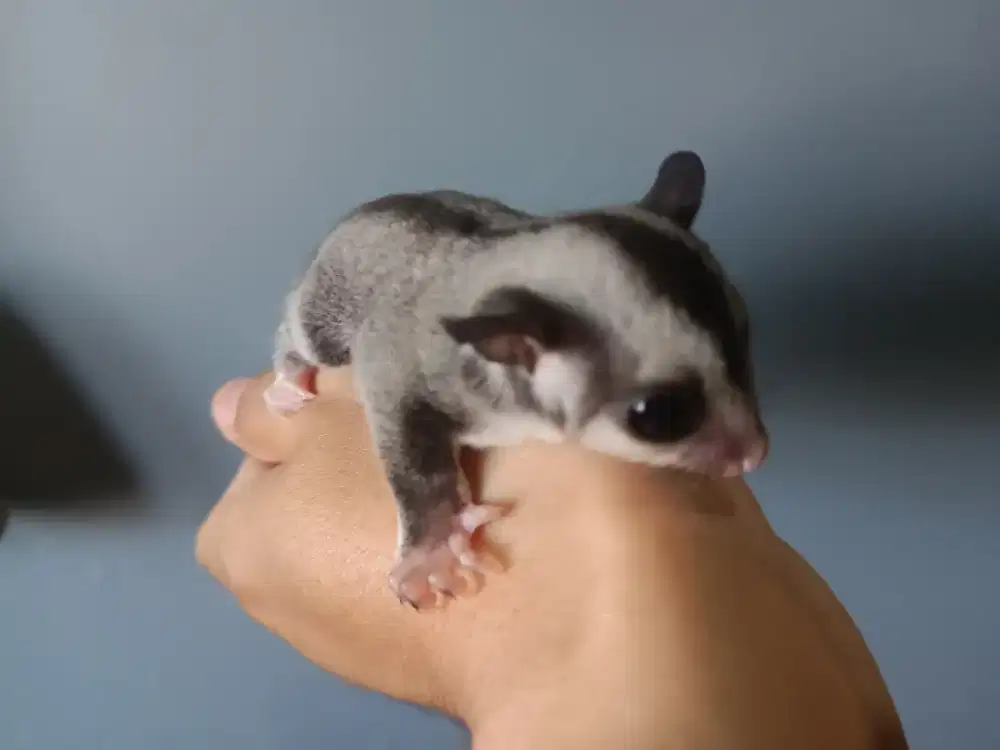 Dijual Anak Sugar Glider