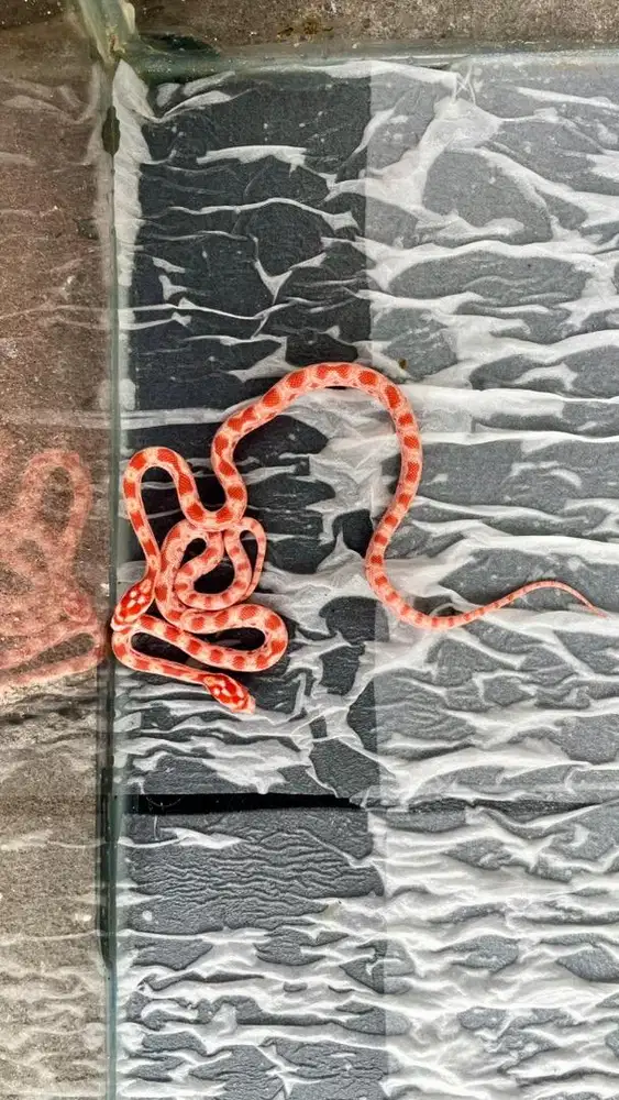 Corn snake amelanistic het snow het amel