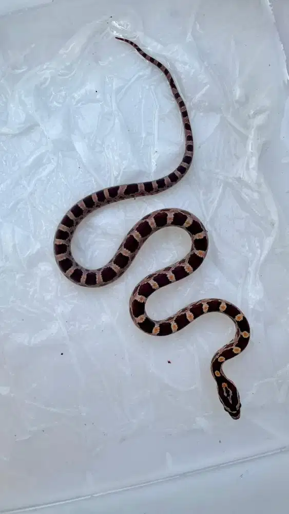 Corn snake wild type het amel het snow