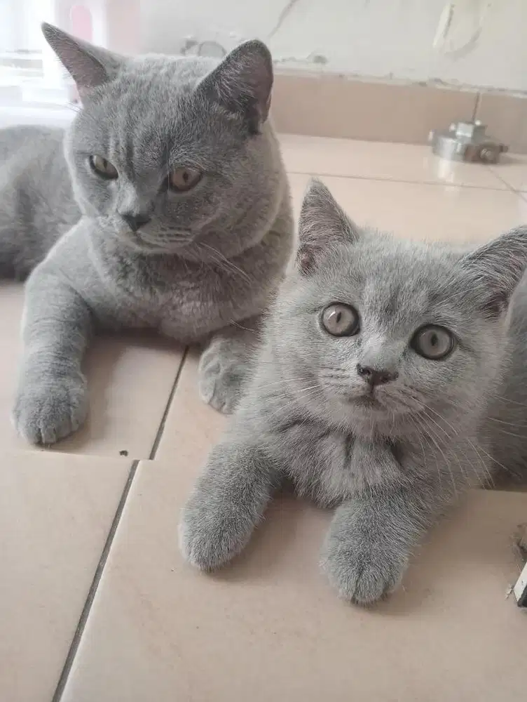 Open Adopt Kucing BSH