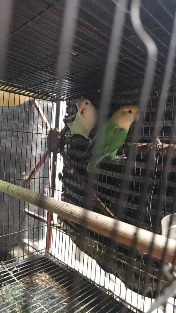 Lovebird nonklep