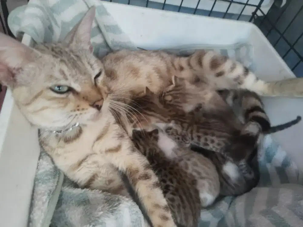 kucing cakep lucu