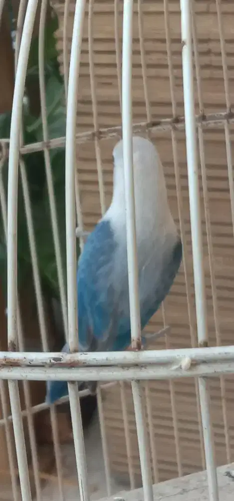 Di jual burung Lovebird biola blu prediksi jantan