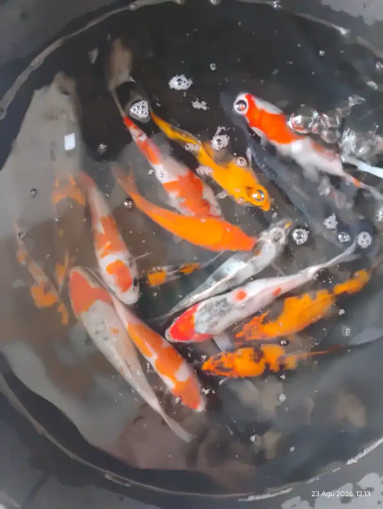 Ikan koi murah berkualitas