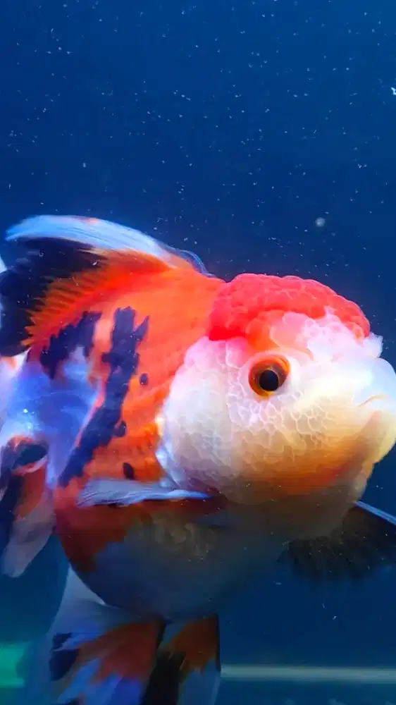 Koki Oranda Tricolor