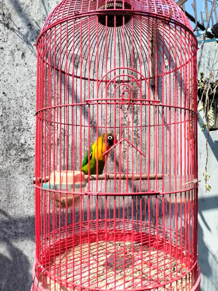 Jual Burung Lovebird/lb