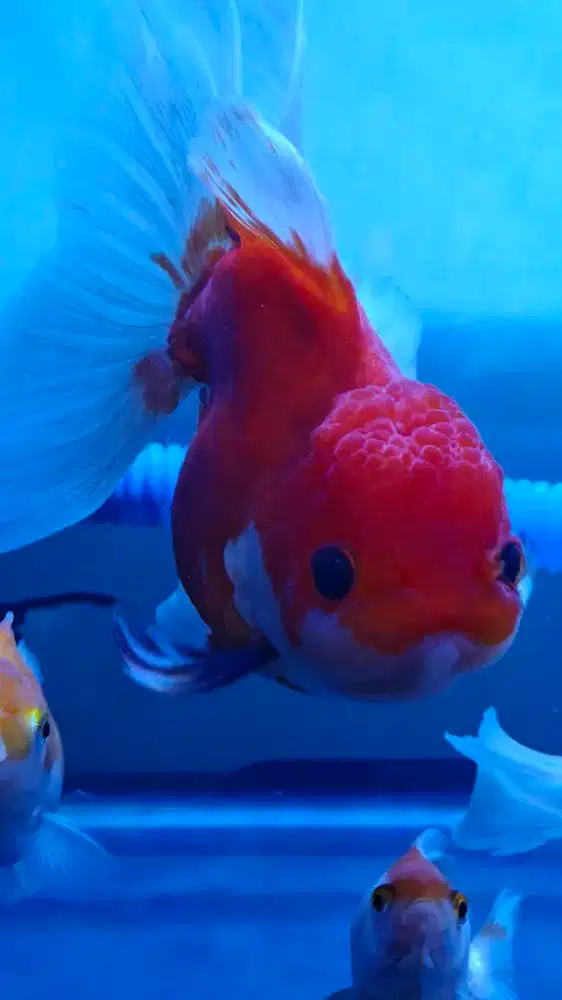 Ikan Koki Oranda