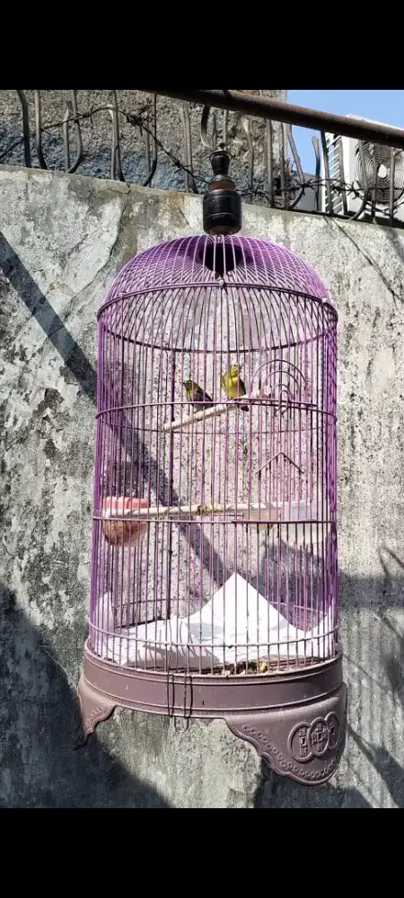 Jual Burung Kacamata Sepasang