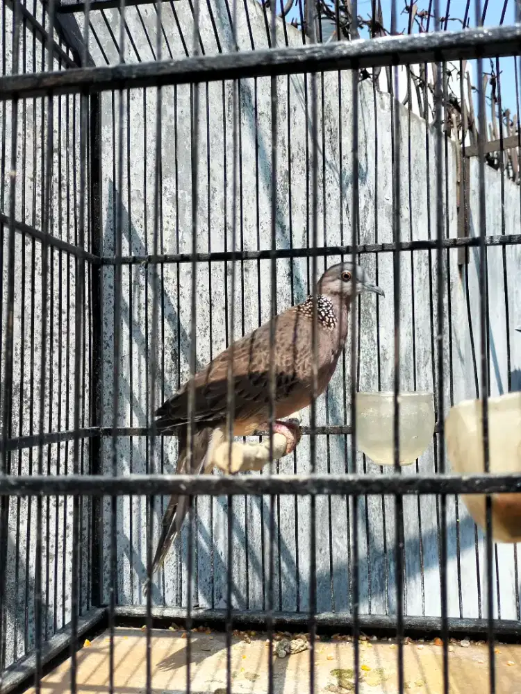 Jual Burung Tekukur
