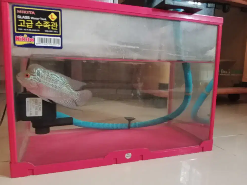 Jual ikan louhan aquarium ukuran L